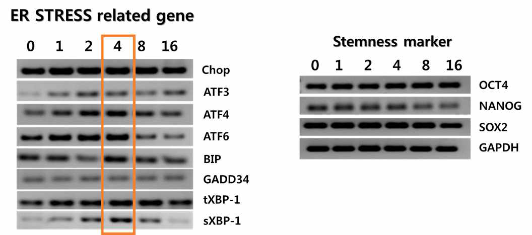 열스트레스 후 각 시간 별 UPR/전분화능 특이 유전자 발현 RT-PCR로 확인
