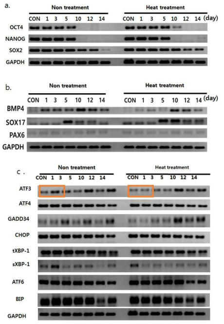 (a) 열 충격을 받지 않고 자연적으로 분화한 EB와 열 충격을 받은 EB의 미분화 marker를 PCR로 확인한 결과 열 충격을 받은 EB가 미분화를 더 오래 유지함. (b) 열 충격을 받지 않고 자연적으로 분화한 EB와 열 충격을 받은 EB의 분화 marker를 PCR로 확인한 결과 열 충격을 받은 EB의 분화가 지연됨. (c) 열충격을 받지 않고 자연적으로 분화한 EB와 열 충격을 받은 EB의 소포체 스트레스 관련 marker를 확인한 결과 control과 1일차 EB에서 ATF3의 발현 차이를 확인함