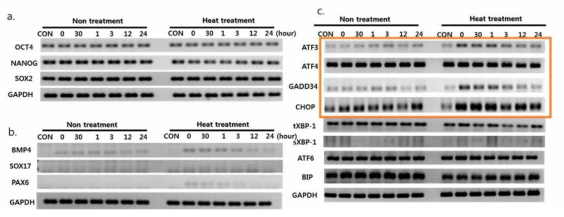 인간 배아줄기세포는 43도씨에서 4시간 배양 조건에서 열스트레스 처리 후 24시간 동안 변화되는 소포체스트레스 유전자를 RT-PCR로 확인함. ATF3 유전자는 열스트레스에 의하여 급격히 발현 증가되었다가 24시간 후 control 수준으로 감소함. 따라서 열스트레스 제어를 위해서는 초기 시간 혹은 열스트레스에 노출되기 전에 제어하는 것이 효과적일 것으로 사료됨