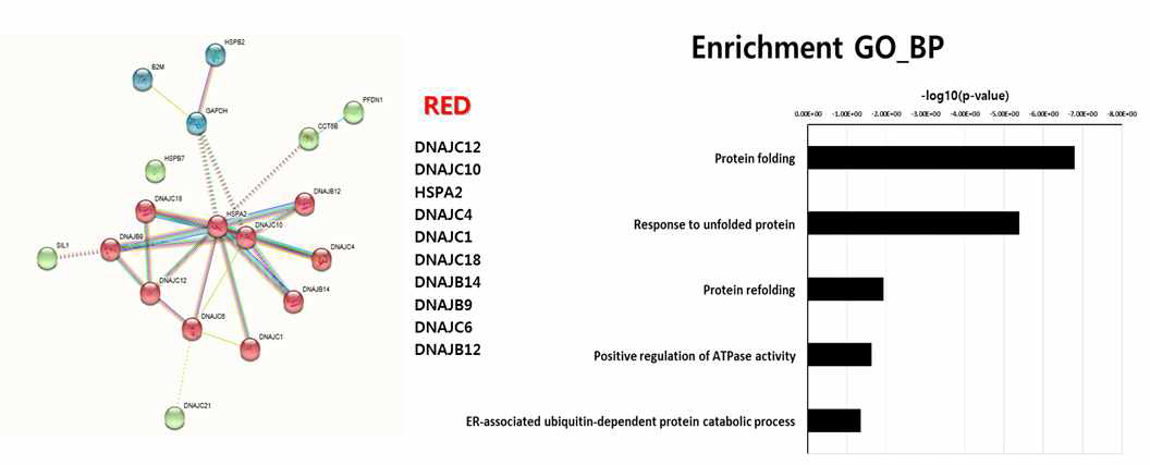 열스트레스에 의해서 발현 증가되는 유전자들로 GO 분석 결과. protein folding, UPR 관련 단백질과 관련이 높은 것으로 확인됨