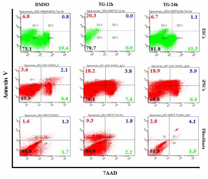 동일한 처리군 내에서 전분화능 줄기세포가 섬유아세포와 비교해 세포 사멸이 증가하는 것으로 관찰됨. TG 처리군에서의 Annexin V, 7AAD 에 대한 양성세포들이 섬유아세포보다 전분화능 줄기세포에서 증가하고 있으며 동일 스트레스 조건하에서 전분화능 줄기세포가 세포 사멸 현상이 더욱 빈번하게 나타나고 있는 것으로 관찰됨