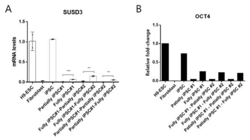 역분화 단계 별 세포에서 SUSD3 (A)와 OCT4 (B) 발현을 qRT-PCR로 확인함