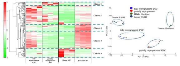 역분화 단계 별 대사체 분석 (heat map and PCA). Stem Cells and Developement, 2017