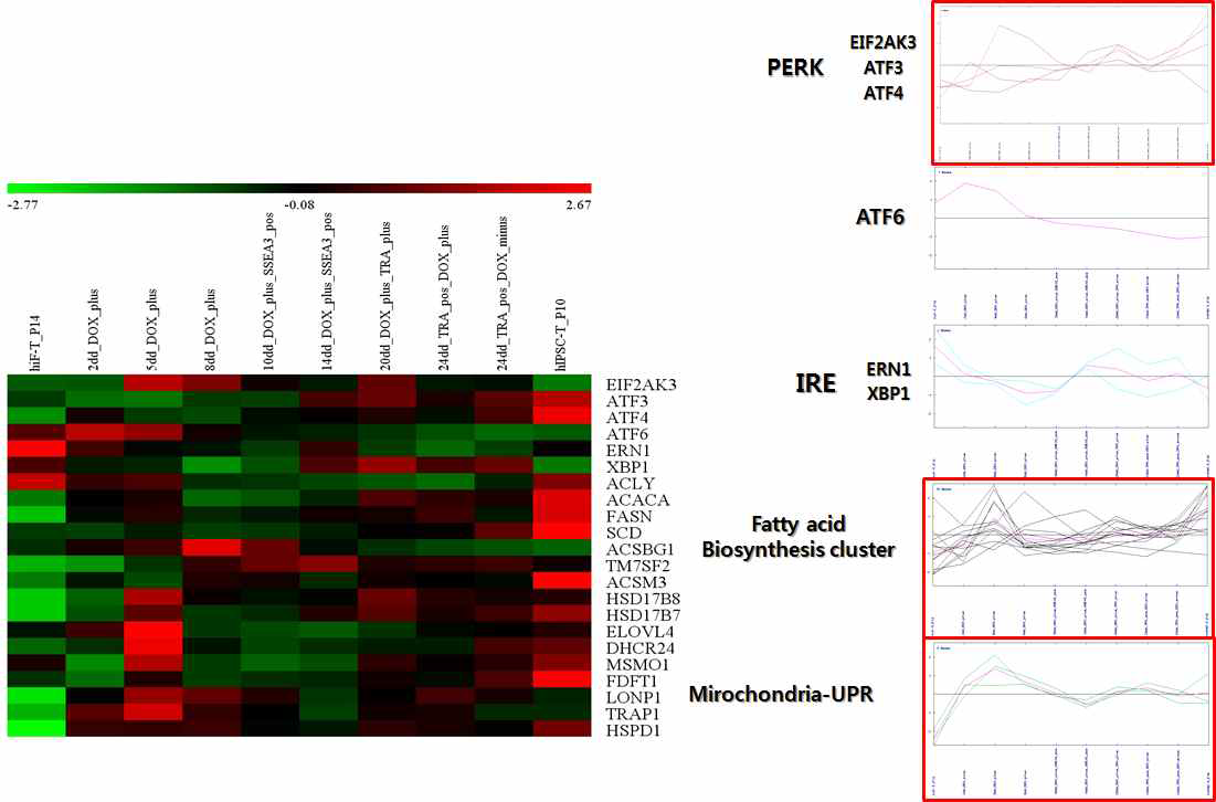 역분화 단계 별 세포에서 UPR 유전자 및 지질생합성 유전자