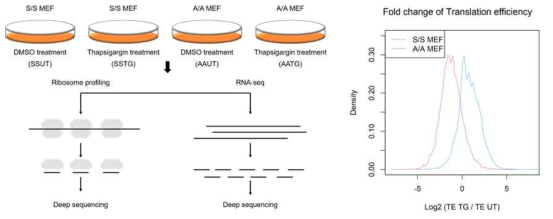 wild type MEF와 eIF2 KO에서 나타나는 단백질 합성율 (RNA-seq)