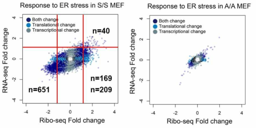 Ribo-Seq 및 RNA-seq 분석 결과 : Ribo-Seq 분석결과 eIF2a 인산화에 의해 단백질 합성이 저해되었을 경우 209개의 유전자가 Ribosome의 결합이 증가됨을 확인할 수 있었으며, 또한 40여개의 유전자의 전사조절이 급증함을 확인하였음