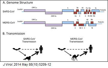 MERS-CoV의 유전자 구조
