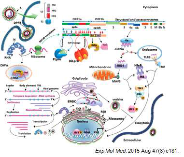 MERS-CoV의 life cycle