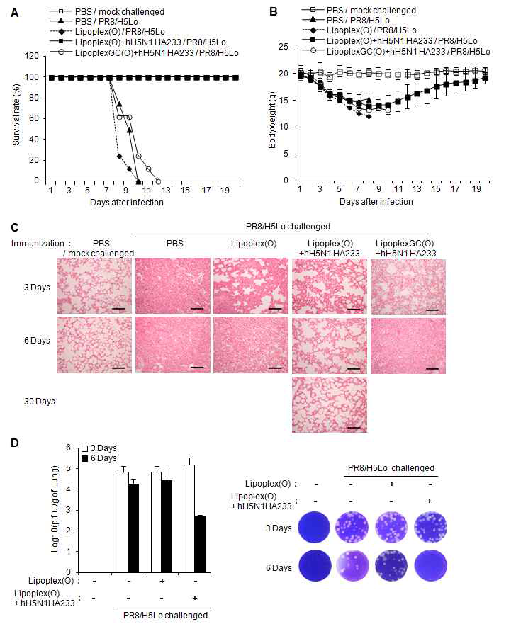 hH5N1 HA233-CpG-DNA-리포좀 복합체를 10일 간격으로 2회 접종 후 재조합 H5N1 바이러스를 (PR8/H5Lo) 비강투여 하였음 (n=8)