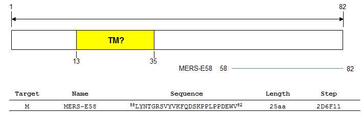 MERS-CoV envelope membrane(E) protein의 에피톱 선별 및 에피톱 펩타이드 합성