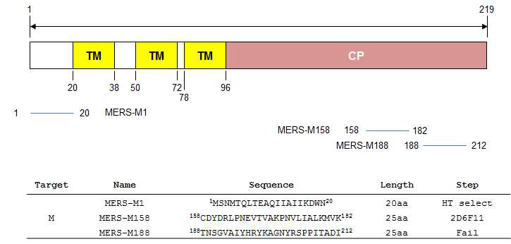 MERS-CoV matrix(M) protein의 에피톱 선별 및 에피톱 펩타이드 합성