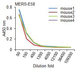 MERS-CoV envelope membrane(E) protein 후보 에피톱의 펩타이드에 대한 항체 생산 확인