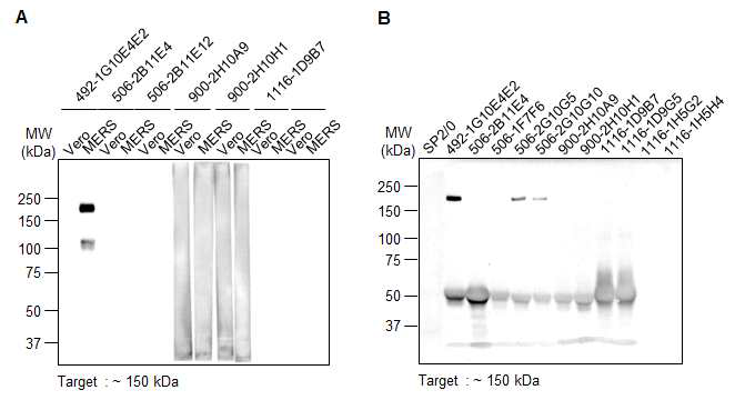 Spike-492 에피톱-특이적인 1G10E4E2 클론 세포배양액의 MERS-CoV Spike protein 인식 확인. (A) Western blotting. (B) Immunoprecipitation