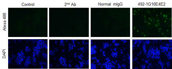 MERS-CoV 감염 세포에서 IFA 실험을 통한 Spike-492-1G10E4E2 단일클론항체의 바이러스 인식능 확인