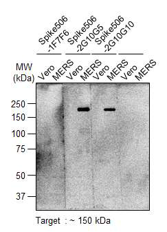 Spike-492(L506F) 에피톱-특이적인 506-2G10G5 클론 세포배양액의 MERS-CoV Spike protein 인식 확인 (Immunoprecipitation)