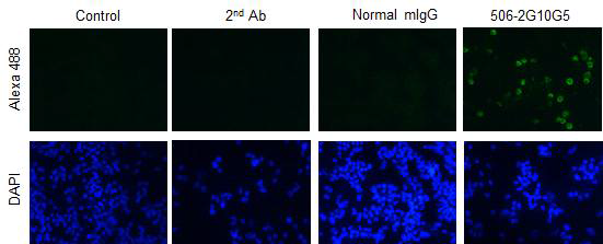 MERS-CoV 감염 세포에서 IFA 실험을 통한 506-2G10G5 단일클론항체의 바이러스 인식능 확인
