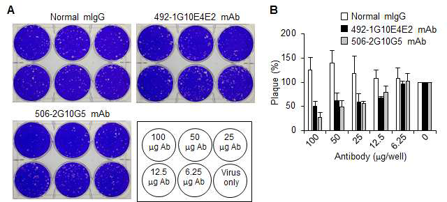 Normal IgG, 1G10E4E2 단일클론항체 및 506-2G10G5 단일클론항체 각각을 MERS-CoV와 37°C에서 30분간 반응 시킨 후에 Vero cell에 감염시키고 plaque의 수를 counting 함