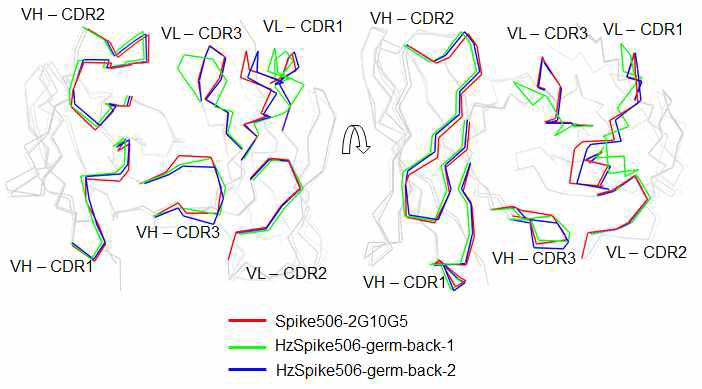 CDR을 최적화된 인간 항체 HzSpike506-germ-back2 골격으로 모델링