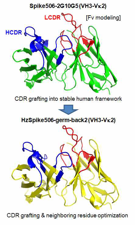 최적화된 인간 항체 골격으로의 CDR grafting을 통한 인간화 항체 제조 전략
