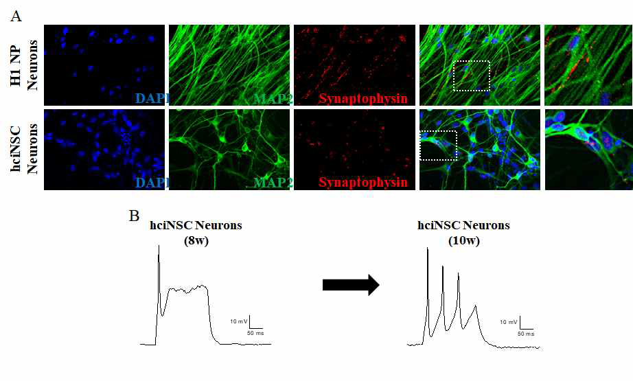 직접교차분화된 신경줄기세포로부터 얻어진 신경세포를 이용하여 시냅스 관련 단백질 발현 확인 및 전기생리학적 기능성 확인