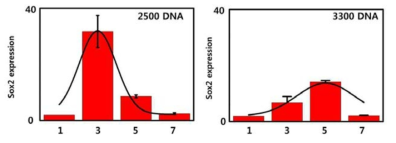 인간 체세포에 전달된 Sox2양에 따른 유전자 발현 세기 확인