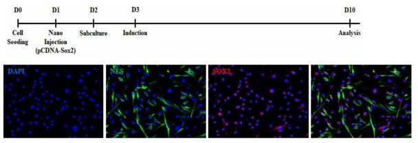 Nanoinjection을 통해 Sox2유전자가 전달된 인간 체세포 (2세부)를 핵심적인 소분자 화합물이 제거된 배양액에서 배양 (1세부)한 후, 신경줄기세포의 마커 발현 확인