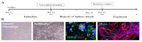 선정된 소분자 화합물을 이용한 환자 섬유아세포의 신경줄기세포로의 직접교차분화