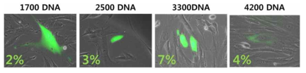단일 세포내 전달되는 형광물질의 양에 따른 발현 효율 평가