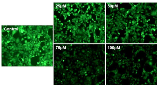 ROS generation according to the dose of tacrolimus (0, 25, 50, 75, 100μ