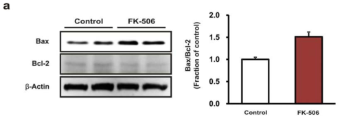 HK-2 세포에 Tacrolimus 100μM을 8시간 동안 처리 후 Bax/Bcl-2 비가 상승하여 세포사멸이 일어남을 확인함