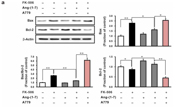 Effects of A779 on apoptosis in Tacrolimus-stimulated rat tubular epithelial cells