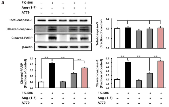 Effects of A779 on caspase signaling in tacrolimus-stimulated rat tubular epithelial cells