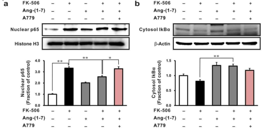 Effects of A779 on NF-kb signaling in Tacrolimus-stimulated rat tubular epithelial cells