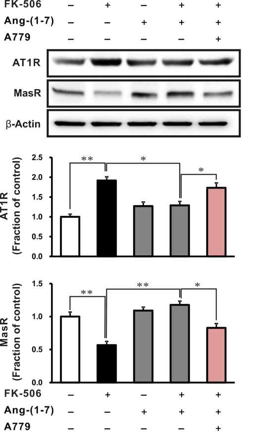 Effects of A779 on angiotensin receptors in tarolimus stimulated rat tubular epithelial cells