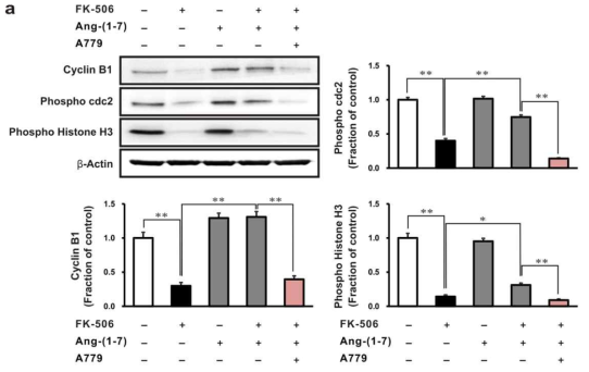The effect of nicotine on cell cycle arrest in human tubular epithelial cells