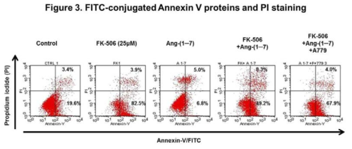 The annexin V/propidium iodide and 40-6-diamidino-2-phenylindole staining assay