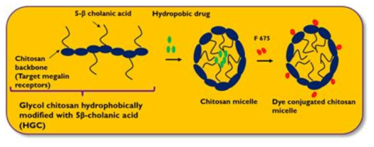 Hydrophobically Glycol Chitosan 나노입자의 구조