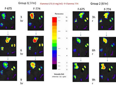 Biodistribution of HGC with high concentration