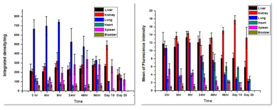 Organ distribution during long-term follow-up after nanoparticle injection.