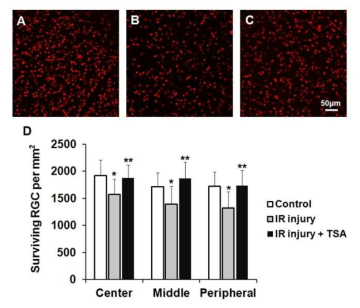 Neuroprotective effect of intraperitoneal trichostatin A – RGC stainning