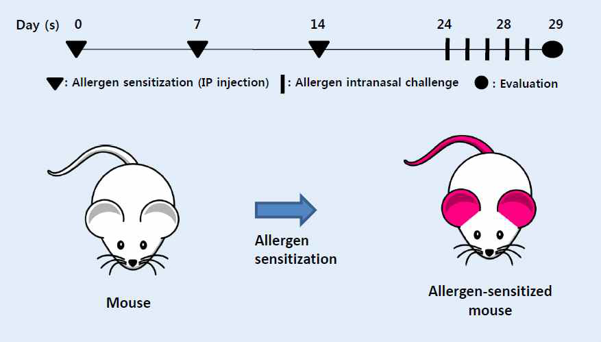 Establishment of Allergic mouse model