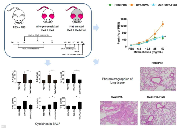 Supressive effect of the OVA/FlaB mixture on asthma