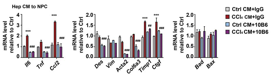 CCl4에 의해 손상된 간세포(hepatocytes)에서 분비되는 신호물질이 비간세포 (non-parenchymal cells)의 활성화를 유도하여 염증반응 및 섬유화를 일으키는 것을 확인. endotrophin 활성 억제 항체 처리를 통해 간세포와 비간세포간의 상호작용에 의한 비간세포의 염증 반응 및 섬유화 반응이 억제됨을 확인함