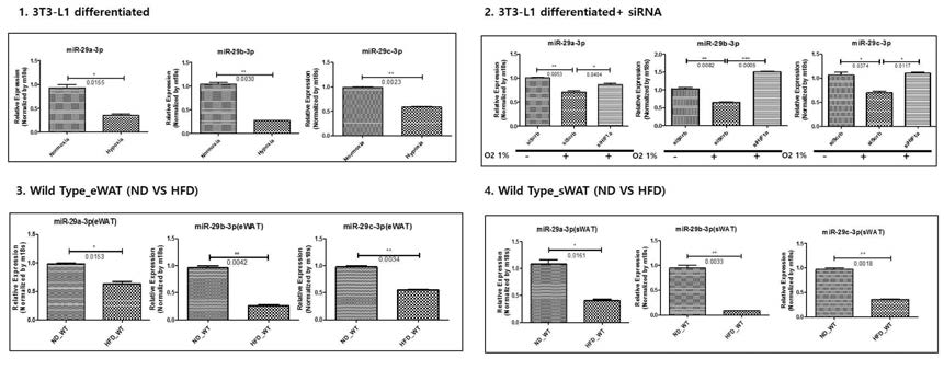 저산소증을 유도한 지방 세포 모델에서 miRNA-29 마커 유효성과 마커반응성을 확인함. (1) 저산소증을 유도한 지방 세포주에서 miRNA-29의 발현양이 감소됨을 확인함. (2) HIF-1a가 결핍된 지방 세포주에서는 저산소증에 의해 감소되었던 miRNA-29의 발현양이 다시 되돌아오는 것을 확인함. (3,4) 고지방식이를 먹인 비만한 생쥐모델이 정상 체중인 생쥐 모델에 비해 피하 및 내장 지방조직에서 miRNA-29의 발현양이 감소됨을 확인함