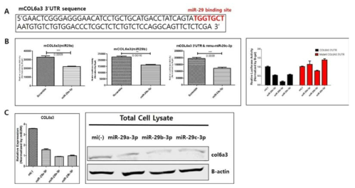 Hif-1a 마커 유효성 및 활성 검증법을 확립함. (A) Col6a3의 3’- UTR에 저산소증에서 발현이 감소하는 miRNA-29가 결합할 수 있는 서열이 존재함을 확인함. (B) Col6a3의 3’- UTR을 포함하는 리포터의 활성이 miRNA-29처리에 의해 감소됨을 확인함. (C) 지방세포주 모델에서 Col6a3의 유전자 발현이 miRNA-29 처리에 의해서 감소됨을 확인함