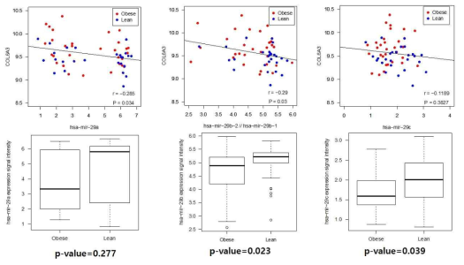 비만환자 및 정상체중 두 그룹에서, 복부 지방 조직 내의 유전자발현에 대한 전사체 오믹스 분석함. 환자 그룹 간 마커 반응성을 확인한 결과, miRNA-29와 Col6a3의 유전자 발현양 사이에는 음의 상관관계가 존재하는 것을 확인함