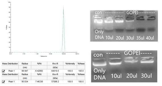 DLS를 이용한 size의 측정과 size의 그래프/ gel retardation을 통한 DNA binding 확인.(상 : 연초, 하 : 현재)(논문 준비 중)