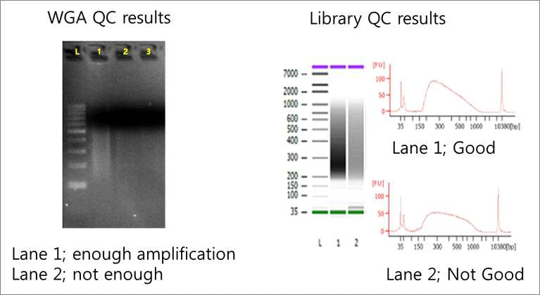 whole genome amplification gel image (왼쪽) 과 이를 이용하여 library prep QC 결과 (오른쪽) (논문 준비 중)