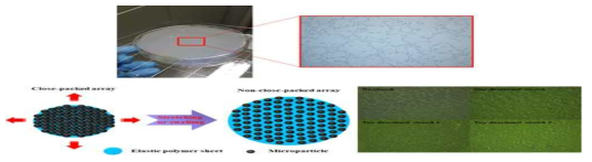 Elastic membrane을 이용한 particle array 제작 모식도와 particle array의 현미경 이미지 (논문 준비 중)