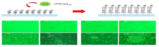 표면에 존재하는 관능기와 특이적으로 결합하는 NHS-PEG를 결합시킨 뒤, 세포배양을 통해 세포가 제대로 바닥에 부착하지 못하고 부유하는 것을 확인함으로써 표면의 관능기와 PEG가 특이적으로 결합하여 정상적으로 존재함을 확인 (논문 준비 중)